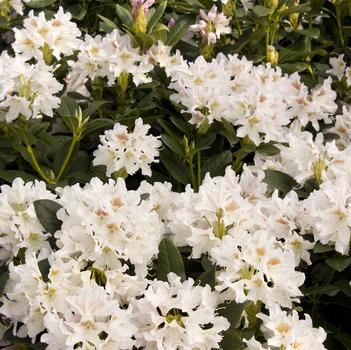 Rhododendron 'Cunningham's Blush' 
