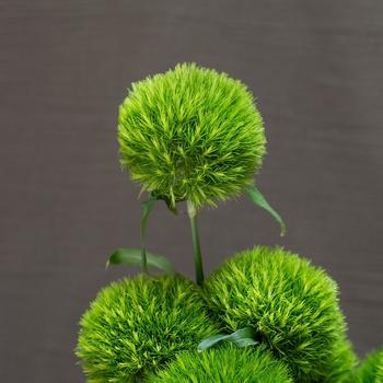 Dianthus barbatus 'Kiwi Mellow Cool' (324732)
