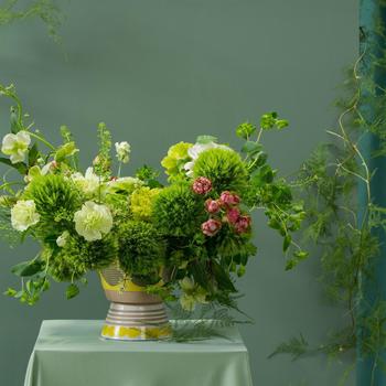 Dianthus barbatus 'Kiwi Mellow Cool' (324733)