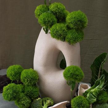 Dianthus barbatus 'Kiwi Mellow Cool' (324734)