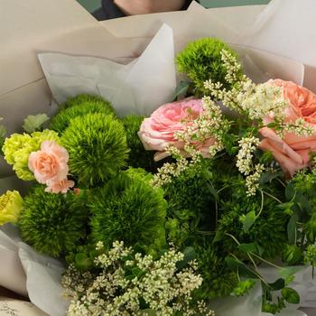 Dianthus barbatus 'Kiwi Mellow Cool' (324735)