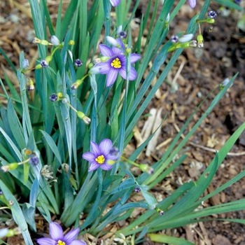 Sisyrinchium angustifolium