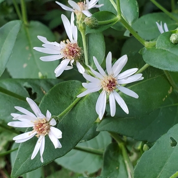 Aster macrophyllus