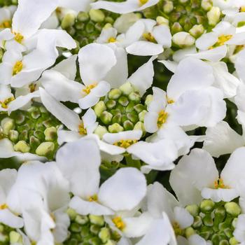 Iberis sempervirens 'Snow Dome&trade;' (324744)