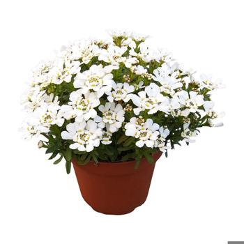 Iberis sempervirens 'Snow Dome&trade;' (324745)