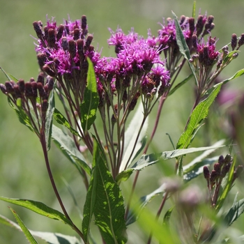 Vernonia fasciculata