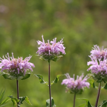 Monarda fistulosa