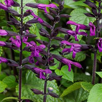 Salvia 'BBSAL09001' PP30206, Can PBRAF