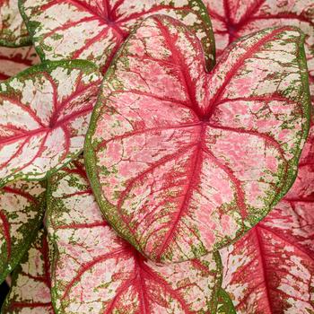 Caladium hortulanum Heart to Heart&reg; 'Bottle Rocket' (324759)
