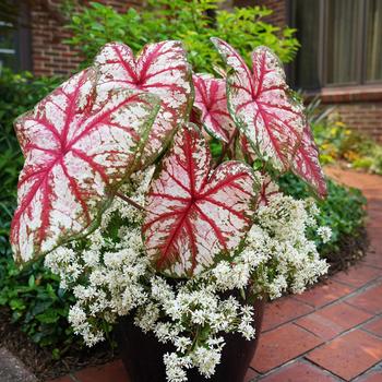 Caladium hortulanum 'Bottle Rocket' PP30651