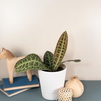 Labisia Tropical Tapestry&trade; 'Kura Kura&trade;'