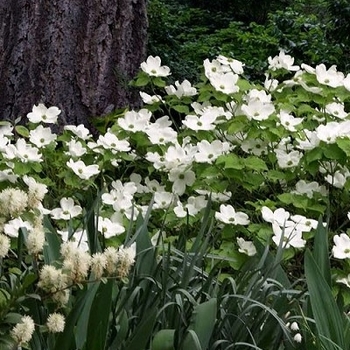 Cornus florida 'Red Pygmy' 