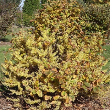 Hamamelis virginiana 'Little Suzie' 