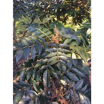 Rhus copallinum 'Lanham's Purple'