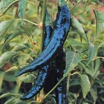 Capsicum annuum 'Big Chili' 