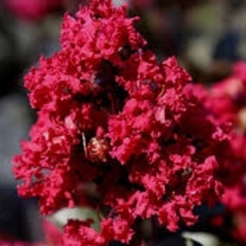 Lagerstroemia indica 'Whit IX' PP20,872