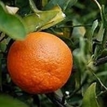 Citrus reticulata 'Sunburst' 