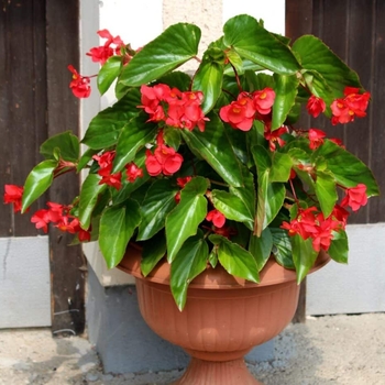 Begonia 'Series' PP18864P2