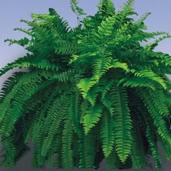 Nephrolepis exaltata 'Bostoniensis' 