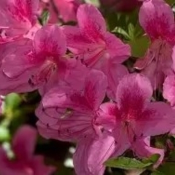 Rhododendron 'Hershey's Pink' 