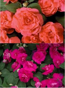 Impatiens walleriana 'Double Mix' 