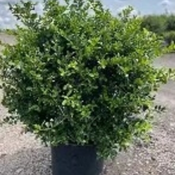 Ilex crenata 'Green Lustre' 