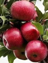 Malus domestica 'Liberty' 