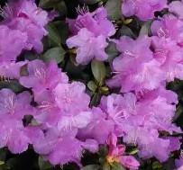 Rhododendron 'PJM Elite Star' 
