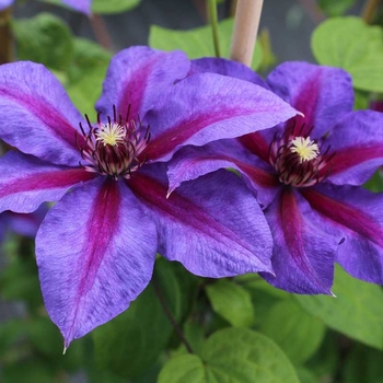 Clematis 'Mrs. N. Thompson' 