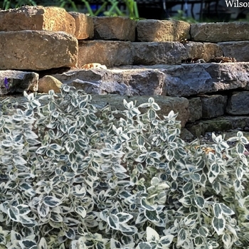 Euonymus fortunei 'Dan's Delight' Dandel PP26003