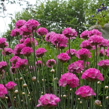 Armeria maritima