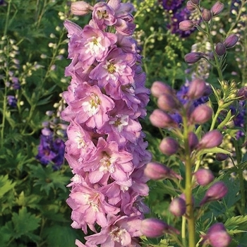 Delphinium elatum