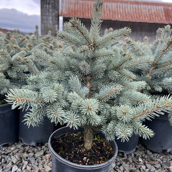 Picea pungens 'Hockersmith' 