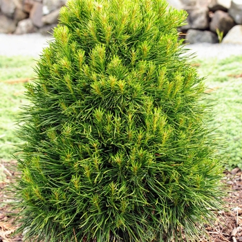 Pinus sylvestris 'Green Penguin.' 