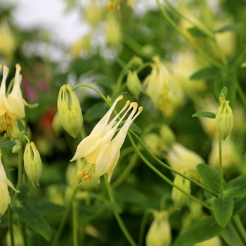 Aquilegia canadensis 'Corbett' 