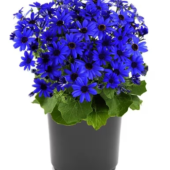 Pericallis 'Multiple Varieties'