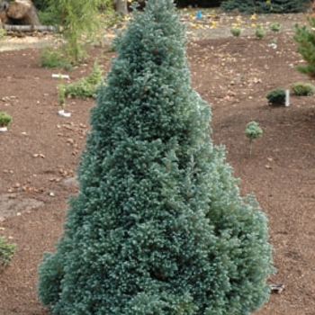 Chamaecyparis pisifera 'Baby Blue Ice' 