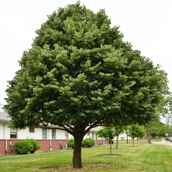 Tilia americana 'Redmond' 