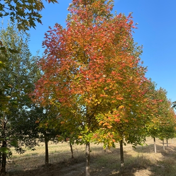 Acer x freemanii 'Sienna Glen&reg;' 27,153