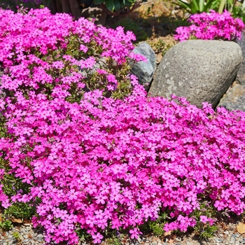 Phlox subulata 'Drummond's Pink' 