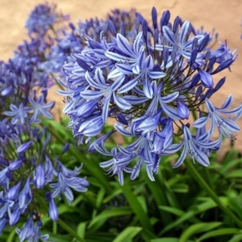 Agapanthus 'Galaxy Blue' PP31421