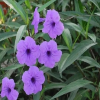 Ruellia brittoniana 'Purple Showers' 