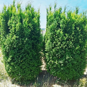 Taxus x media 'H.M. Eddie' 