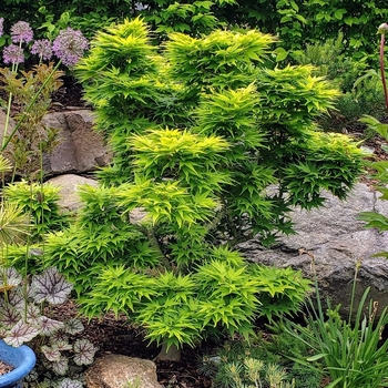 Acer palmatum 'Mikawa Yatsubusa' 