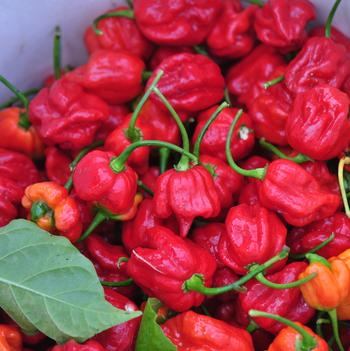 Capsicum chinensis 'Trinidad Scorpion' 