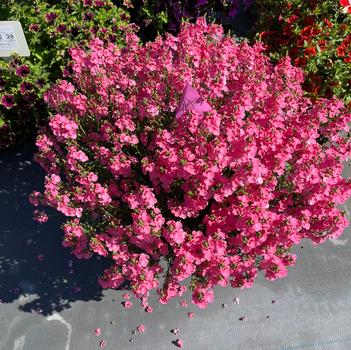 Diascia barberae 'Trinity Pink' 