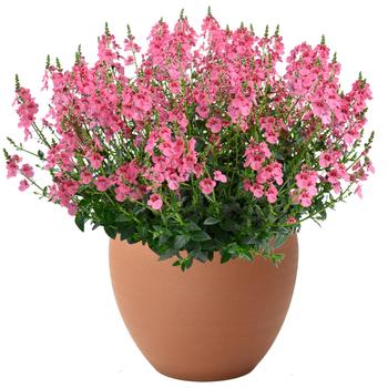 Diascia barberae 'Trinity Pink' (324957)