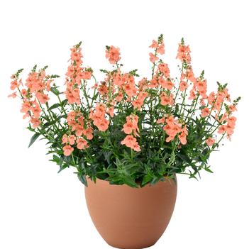 Diascia barberae 'Trinity Salmon' 