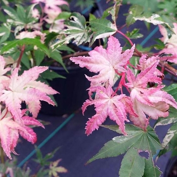 Acer palmatum 'Orido-nishiki' 