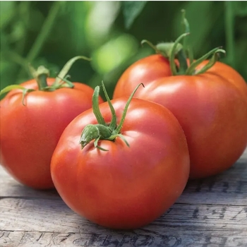 Solanum lycopersicon 'Big Boy' 